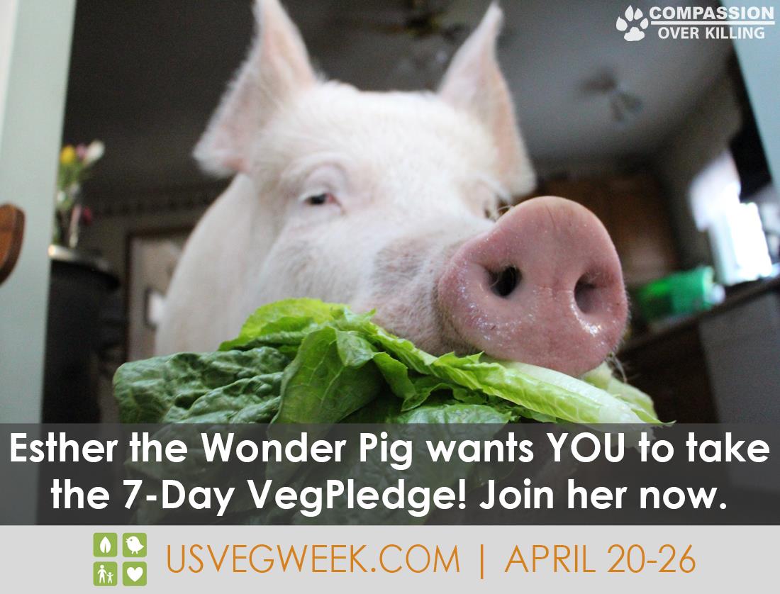 US Veg Week April 20 – 26: Take the Pledge US Veg Week April 20 – 26: Take the Pledge