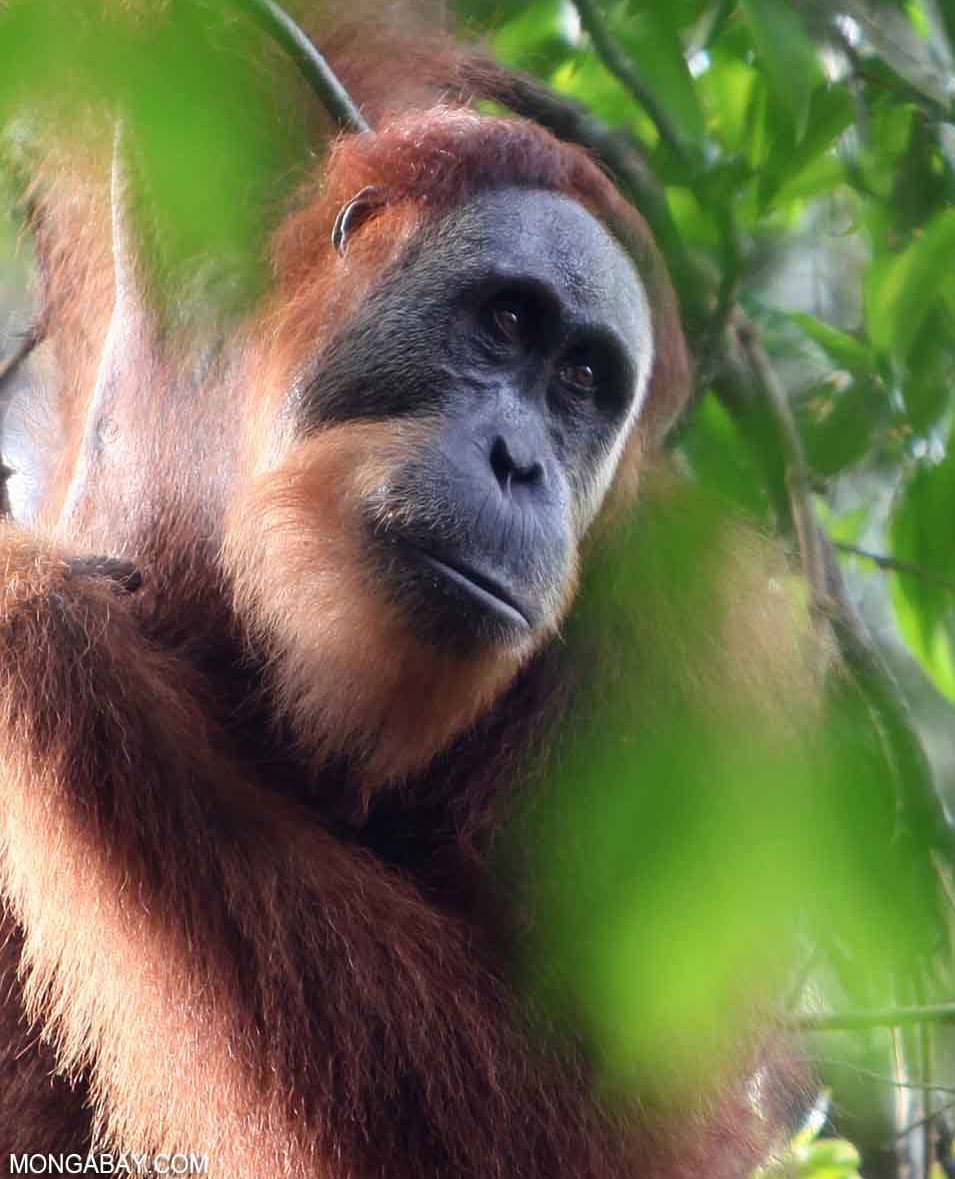 Palm Oil: 5 Easy Steps for Compassionate Consumers